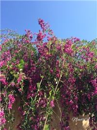 d6c0967a-20160927 RI lesperdeza.jpg